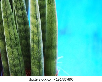 Sansevieria Cylindrica Bojer