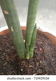 Sansevieria Cylindrica Bojer.