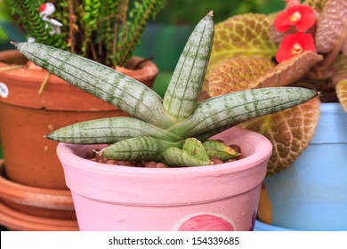 Sansevieria Cylindrica In Flower Pot