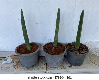 Sansevieria Cylindrica On The Black Plastic Pot 