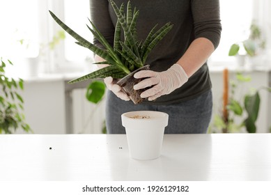 Sansevieria Cylindrica Planting At Home