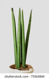 Sansevieria Cylindrica - Pot Plant