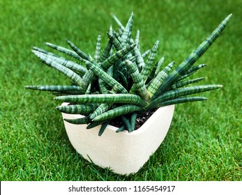 Sansevieria Cylindrica Potted Plant
