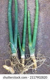 Sansevieria Cylindrica Snake Plants With Roots