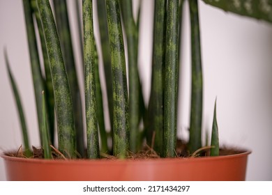 Sansevieria Cylindrica Straight Close Up 