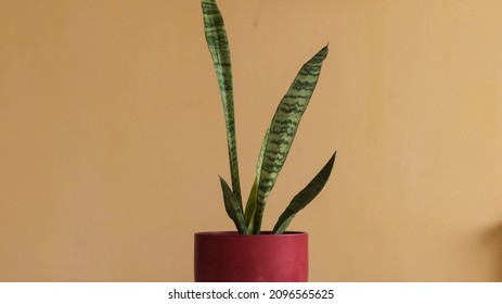 Sansevieria Devil Tongue Plant In A Pot