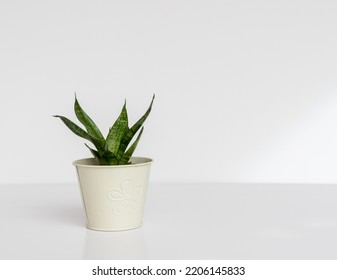 Sansevieria Dwarf Snake Plant Bird’s Nest In A Beautiful Flowerpot On White Isolated Background With Copy Space