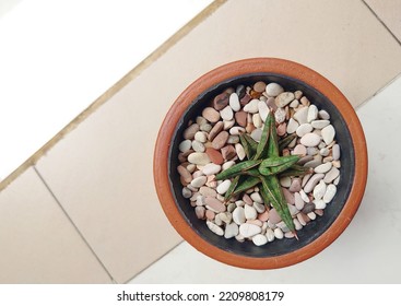 Sansevieria Francisii Chahin, Also Known As Starfish Sansevieria. Sansevieria Now Included In Genus Dracaena Is Known As Snake Plant, Mother-in-law's Tongue, Devil's Tongue, Jinn's Tongue, Bow String 