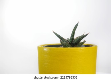 Sansevieria Francisii Chahin, Also Known As Starfish Sansevieria. Sansevieria Now Included In Genus Dracaena Is Known As Snake Plant, Mother-in-law's Tongue, Devil's Tongue, Jinn's Tongue, Bow String 