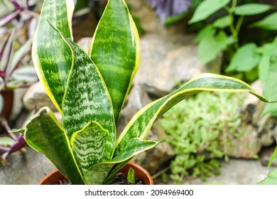 Sansevieria Futura Superba Snake Plant. Indoor Plants Outdoors Outside In Summer Season