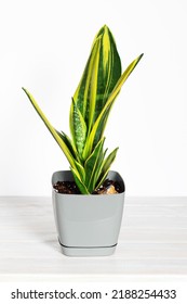 Sansevieria Golden Flame, Snake Plant In Grey Plastic Pot On Wooden Table On White Background. Succulent, House Plant. Selective Focus. Copy Space. Vertical.
