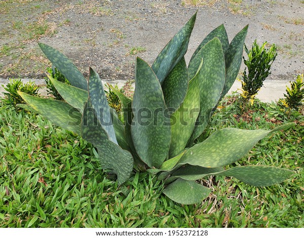 TÌNH YÊU CÂY CỎ ĐV 5 - Page 36 Sansevieria-grandis-has-hard-succulent-600w-1952372128