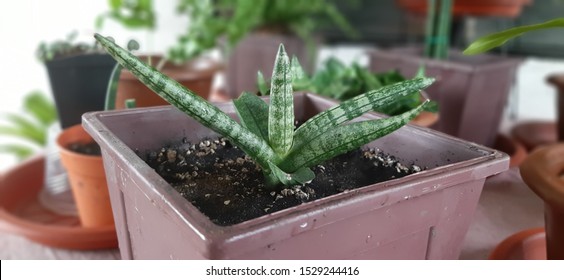 Sansevieria Starfish. It Grows In A Fan Shape With Its Stiff Leaves Arising From A Basal Rosette. It Has Subcylindrical Leaves, Tubular Rather Than Strap-like