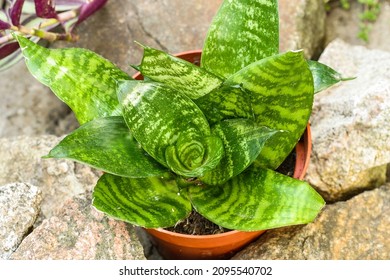 Sansevieria Hahnii Growing Outdoors. Indoor Plants Outdoors Outside In Summer Season