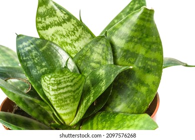 Sansevieria Hahnii Snake Plant On A White Background. House Plant Collection