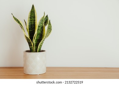 Sansevieria laurentii (Dracaena trifasciata, mother in law tongue, snake plant) against white background - Shutterstock ID 2132722519