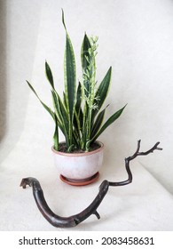 Sansevieria Laurentii Or Pike Tail In Bloom