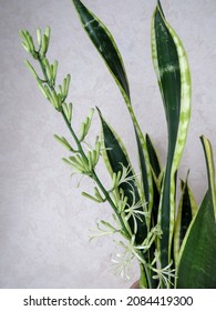 Sansevieria Laurentii Or Pike Tail In Bloom