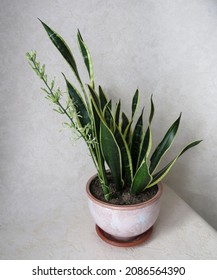 Sansevieria Laurentii Or Pike Tail In Bloom