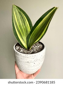  Sansevieria masoniana 'Variegata' is a semi-succulent plant with attractive dark green leaves marked with pale yellow at the edges and sometimes elsewhere.