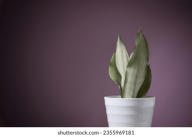 Sansevieria moonshine isolated on dark purple background. Sansevieria now included in genus Dracaena is known as snake plant, mother-in-law's tongue, and devil's tongue