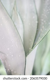 Sansevieria Moonshine Leaves Texture Closeup