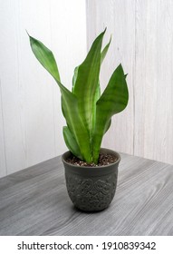 Sansevieria Moonshine Popular Trendy Snakeplant Houseplant