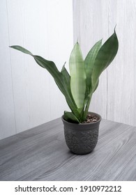 Sansevieria Moonshine Popular Trendy Snakeplant Houseplant