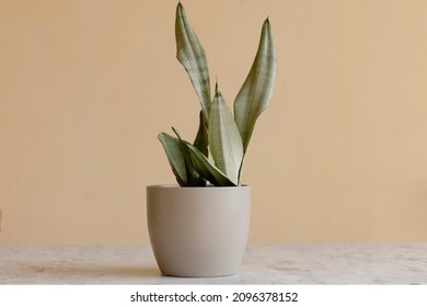 Sansevieria Moonshine Or Silver Queen Plant