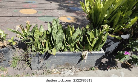 Sansevieria On Black Pot In the Garden - Powered by Shutterstock