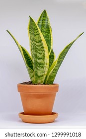 Sansevieria In Orange Brick Pot, Young And Small Green Plant In A Pot, Home Decoration, Silhouette White Background.