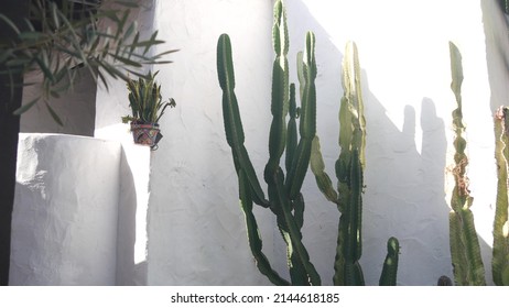 Sansevieria plant in flower pot and tall succulent cactus by white wall. Mexican rural homestead garden. Provincial village, countryside rustic ranch. Country house in California or Mexico in greenery