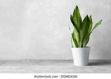 Sansevieria plant in a modern flower pot on a gray background. Home plant Sansevieria trifa from the family of asparagus. The concept of minimalism. - Shutterstock ID 1936814185