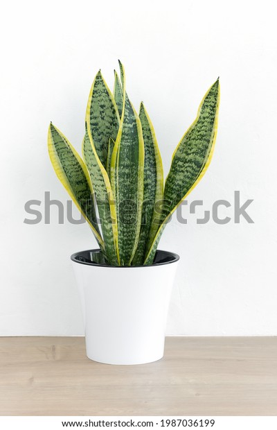 1,309 Sansevieria Cylindrica Images, Stock Photos & Vectors | Shutterstock