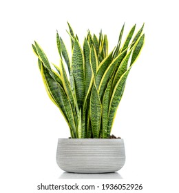 Sansevieria plant in a pot, grey pot, white background.