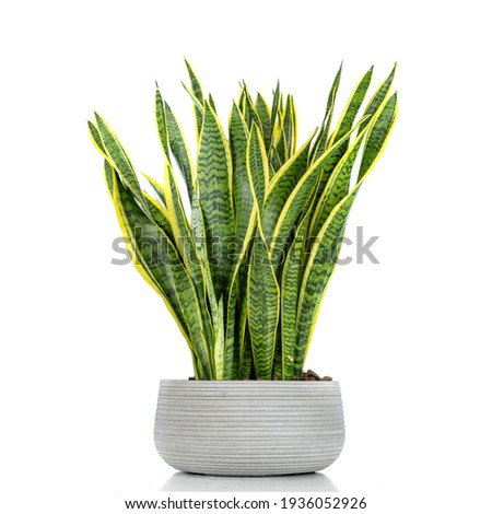 Sansevieria plant in a pot, grey pot, white background.