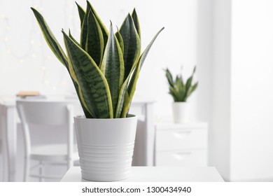 Sansevieria Plant In Pot On Table