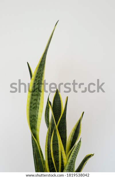 Sansevieria Plant White Background Stock Photo 1819538042 | Shutterstock