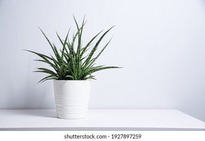 Sansevieria Plant In A White Pot On A Gray Background. Scandinavian Style. Front View And Copy Space