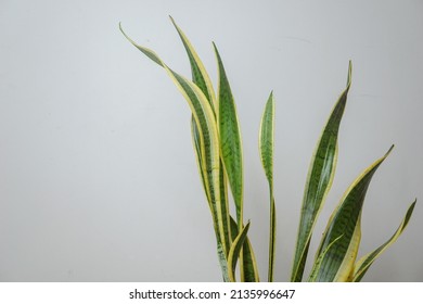 Sansevieria Plants Indoors To Absorb Carbon Dioxide And Release Maximum Oxygen