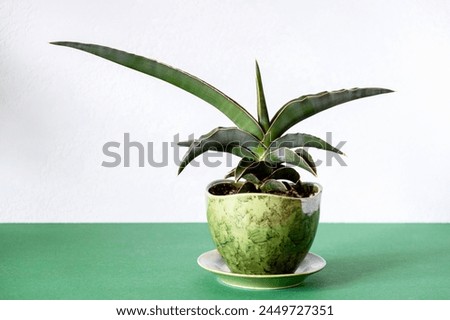 Sansevieria, snake plant in green ceramic pot on light background. Concept:growing and caring for plants, favorite hobby.Copy spacy. Selective focus.
