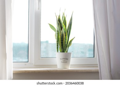 Sansevieria Snake Plant Indoors.Urban Jungle Concept. Home Plant.