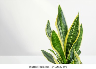 Sansevieria or snake plant leaves close up with copy space