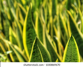 Sansevieria Spp,devil Tounge,snake Plant