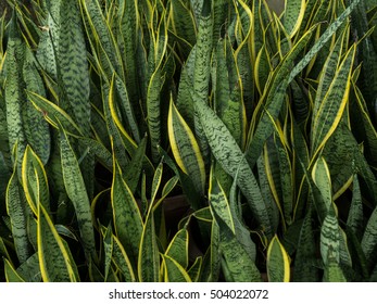 Sansevieria Trifasciata