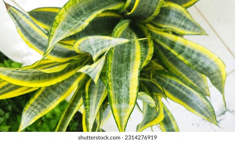 Sansevieria trifasciata Gold Banner is a popular house plant with leaves having a dark green center surrounded by light yellow to gold edges - Shutterstock ID 2314276919