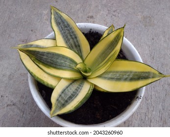 Sansevieria trifasciata 'Golden Hahnii' is up to 8 inches (20 cm) tall and forms low rosettes of erect, oval, gray-green leaves with dark green cross-bands and broad creamy-yellow margins