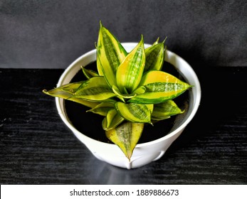 Sansevieria Trifasciata Grow In A Small Pot