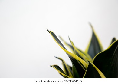 120 Dwarf Sansevieria Images, Stock Photos & Vectors | Shutterstock