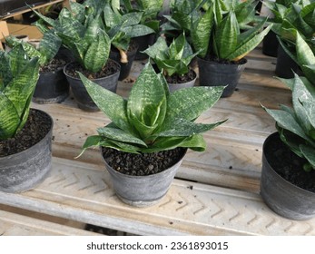 Sansevieria trifasciata is an ornamental plant originating from West Africa, East Nigeria and Congo.  The characteristics of Sansevieria trifasciata are that it has stiff leaves and grows vertically